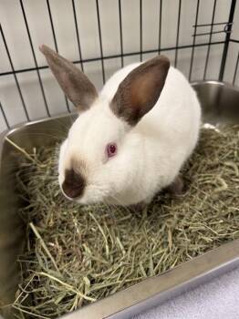 Bunny Rabbit Rabbits Available for Adoption - BUNBUN | PetCurious