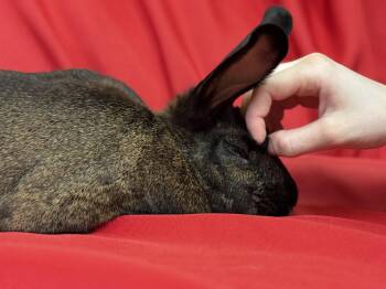 Rescue American Rabbits for Adoption in Westerville, Ohio - Harmony | PetCurious
