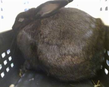 A478312 -  Bunny Rabbit Rabbit for Adoption in Oklahoma City, Oklahoma - A478312 | PetCurious