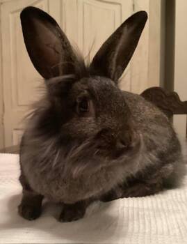 Lionhead Rabbits Available for Adoption - Ashley (South Surrey) | PetCurious