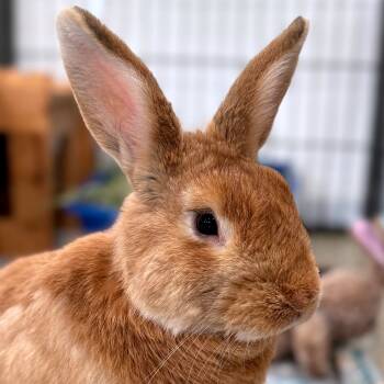 Rescue Palomino Rabbits for Adoption in Kanab, Utah - Notorious B.U.N. | PetCurious