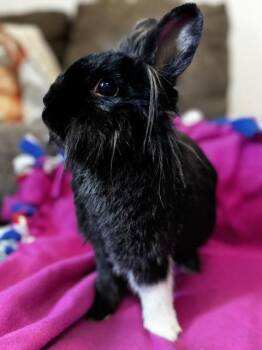Rosie -  Lionhead and Dutch Rabbit Available for Adoption in Westerville, Ohio - Rosie | PetCurious