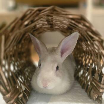 Bunny Rabbit Rabbits Available for Adoption in Asheville, North Carolina - Pinky | PetCurious