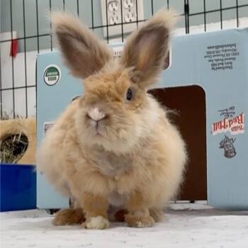 Lionhead Rabbits Available for Adoption - Bonzo | PetCurious