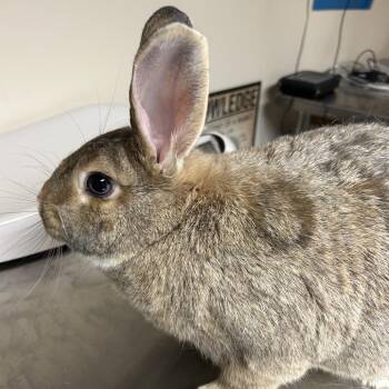 Flemish Giant and Bunny Rabbit Rabbits Available for Adoption in Gansevoort, New York - Sunny | PetCurious