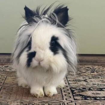 Roscoe -  Lionhead Rabbit for Adoption in Chicago, Illinois - Roscoe | PetCurious