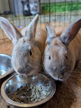 Rescue American and Flemish Giant Rabbits for Adoption in Everett, Washington - Cannellini | PetCurious