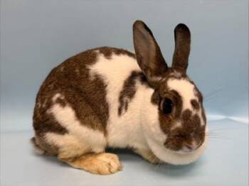 Mocha -  Bunny Rabbit Rabbit for Adoption in Golden Valley, Minnesota - Mocha | PetCurious
