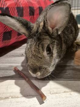 Rescue Dutch Rabbits for Adoption in Wekiwa Springs, Florida - Chiara | PetCurious