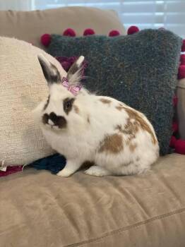 Lionhead Rabbits Available for Adoption - Birdie | PetCurious