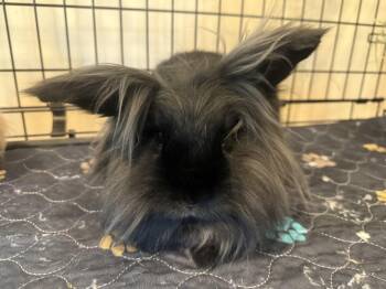 Scarlet (& Sarafina) -  Lionhead Rabbit for Adoption in Marshfield, Wisconsin - Scarlet (& Sarafina) | PetCurious
