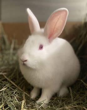 Rescue American Rabbits for Adoption in Oakland, California - Peaches | PetCurious