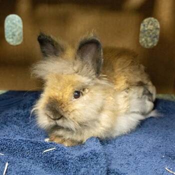 MARVIN -  Lionhead Rabbit for Adoption in Methuen, Massachusetts - MARVIN | PetCurious