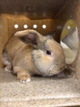 WHIPPERSNAPPER -  Bunny Rabbit Rabbit for Adoption in Derwood, Maryland - WHIPPERSNAPPER | PetCurious