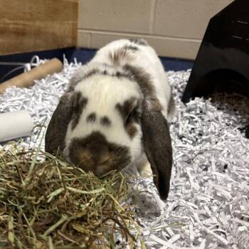 Parker Myles -  Holland Lop Rabbit for Adoption in Dekalb, Illinois - Parker Myles | PetCurious