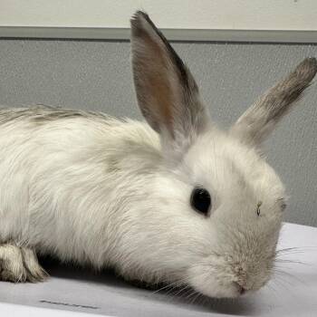 American Rabbits Available for Adoption - Hops | PetCurious
