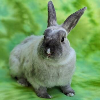 Lionhead and Lilac Rabbits Available for Adoption in Antioch, California - Mabel | PetCurious