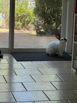 Californian Rabbits Available for Adoption in Saint Charles, Missouri - The Dentist | PetCurious