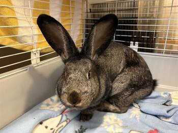 Flemish Giant Rabbits Available for Adoption in Fort Wayne, Indiana - HOPPER | PetCurious