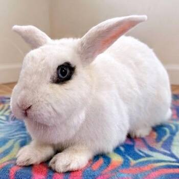 Hotot Rabbits Available for Adoption - Angelina | PetCurious