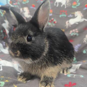 Snug Bug -  Netherland Dwarf Rabbit for Adoption in Evansville, Indiana - Snug Bug | PetCurious
