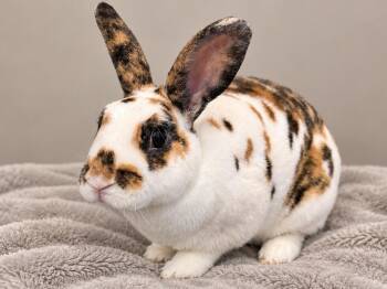 Avi (& Auri) -  Mini Rex Rabbit for Adoption in Marshfield, Wisconsin - Avi (& Auri) | PetCurious