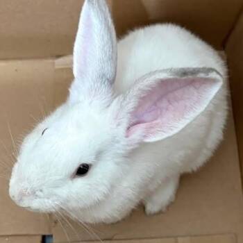 Bogey -  Californian Rabbit for Adoption in Paradis, Louisiana - Bogey | PetCurious