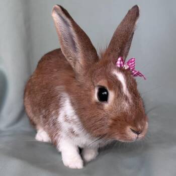 Dollita -  Lionhead Rabbit for Adoption in Columbia, Maryland - Dollita | PetCurious