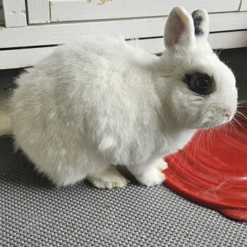 Rescue Hotot Rabbits for Adoption in Miami, Florida - Tinkerbell | PetCurious