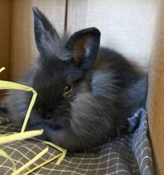 Midnight -  Lionhead Rabbit for Adoption in Roseville, California - Midnight | PetCurious