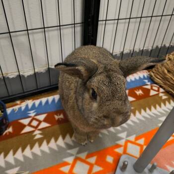 Rescue Holland Lop and Rex Rabbits for Adoption in Warwick, Rhode Island - Sugar | PetCurious