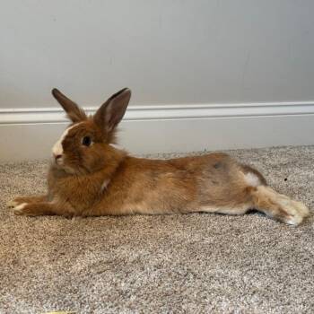 Princess Donut -  Lionhead Rabbit for Adoption in Chattanooga, Tennessee - Princess Donut | PetCurious