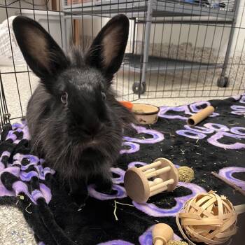 Bunny Rabbit Rabbits Available for Adoption in Mentor, Ohio - Midnight | PetCurious