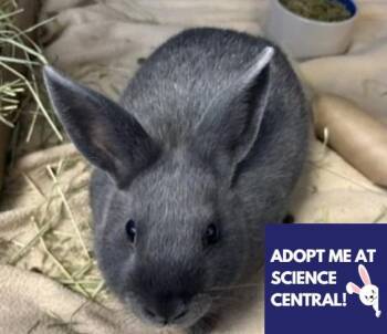 MR HOPPER -  Bunny Rabbit Rabbit for Adoption in Fort Wayne, Indiana - MR HOPPER | PetCurious