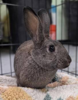 American Rabbits Available for Adoption in Oakland, California - Oyster | PetCurious