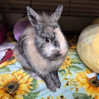 Lionhead Rabbits Available for Adoption in Gansevoort, New York - Munchkin | PetCurious