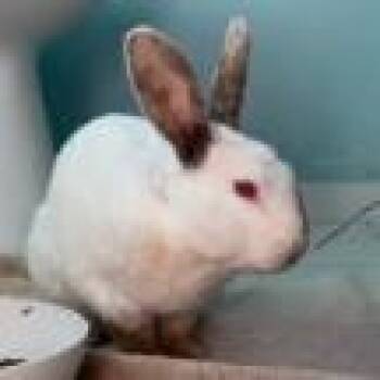 Rex and Californian Rabbits Available for Adoption - Roy | PetCurious