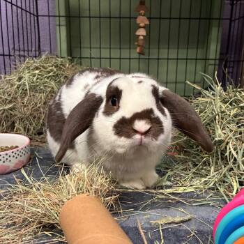 Green Bean -  Holland Lop and Bunny Rabbit Rabbit for Adoption in Providence, Rhode Island - Green Bean | PetCurious