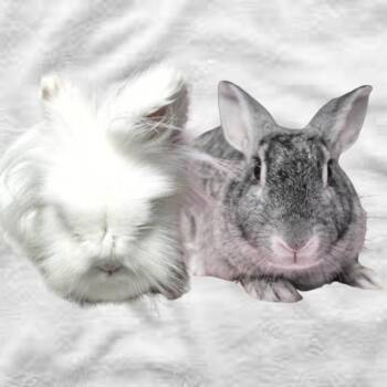 Hotot Rabbits Available for Adoption in Michigan City, Indiana - Marshmallow | PetCurious