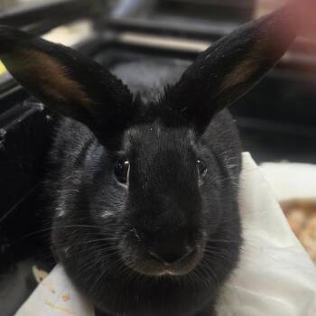 Licorice -  Satin Rabbit for Adoption in San Jacinto, California - Licorice | PetCurious