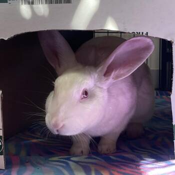 New Zealand Rabbits Available for Adoption in Kanab, Utah - Nelson | PetCurious