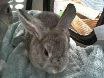 A1271635 -  Bunny Rabbit Rabbit for Adoption in Charlotte, North Carolina - A1271635 | PetCurious