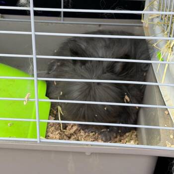Panic At The Burrow -  American Rabbit for Adoption in Port Charlotte, Florida - Panic At The Burrow | PetCurious