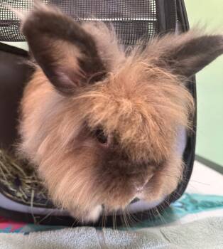 Rescue Bunny Rabbit Rabbits for Adoption in Seneca, South Carolina - Hazel | PetCurious