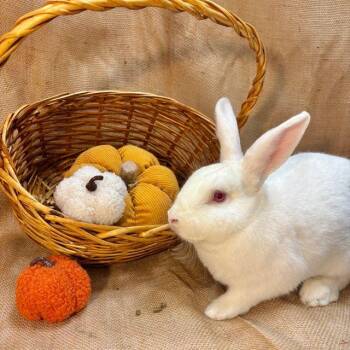 Rescue Bunny Rabbit Rabbits for Adoption in Livermore, California - Oleander | PetCurious