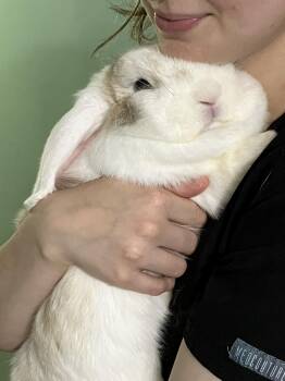 CeCe -  Holland Lop and Bunny Rabbit Rabbit for Adoption in Laurens, South Carolina - CeCe | PetCurious