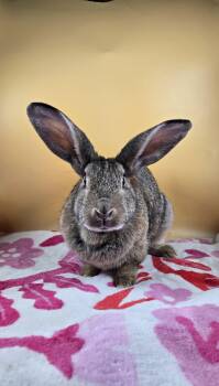 New Zealand Rabbits Available for Adoption in San Antonio, Texas - Brambleberry  | PetCurious