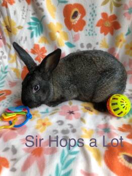 American Rabbits Available for Adoption in San Antonio, Texas - Sir Hops A Lot | PetCurious