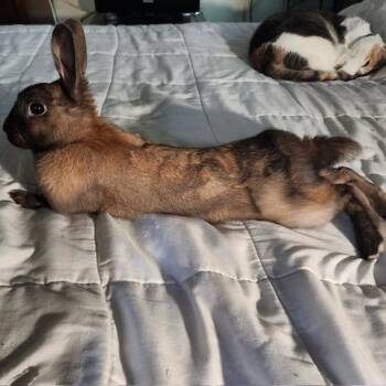 Bunny Rabbit Rabbits Available for Adoption in Vancouver, British Columbia - Miss Pumpkin (South Surrey) | PetCurious
