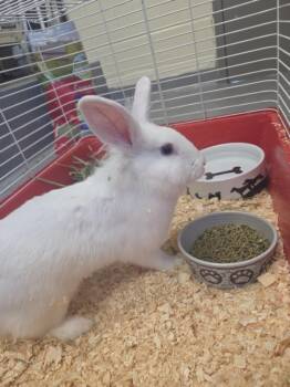 Cauliflower -  Bunny Rabbit Rabbit for Adoption in Mississauga, Ontario - Cauliflower | PetCurious